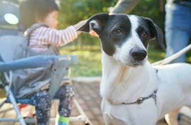 1-mon-enfant-a-peur-des-animaux-comment-laider